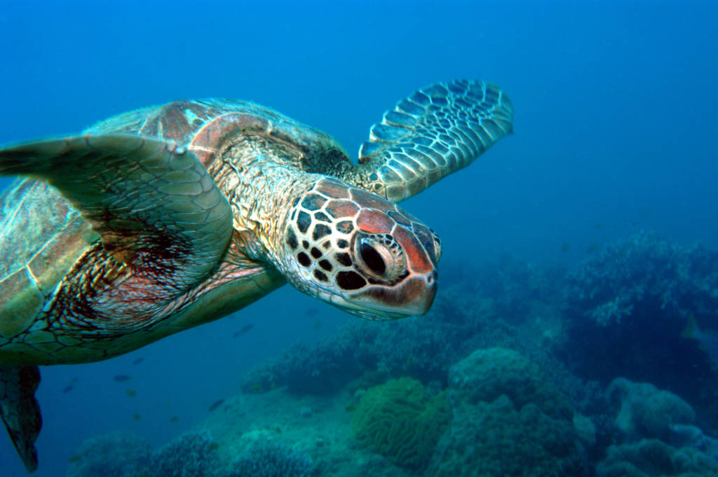 Australien - Queensland - Great Barrier Reef -Frankland Island - havskildpadde