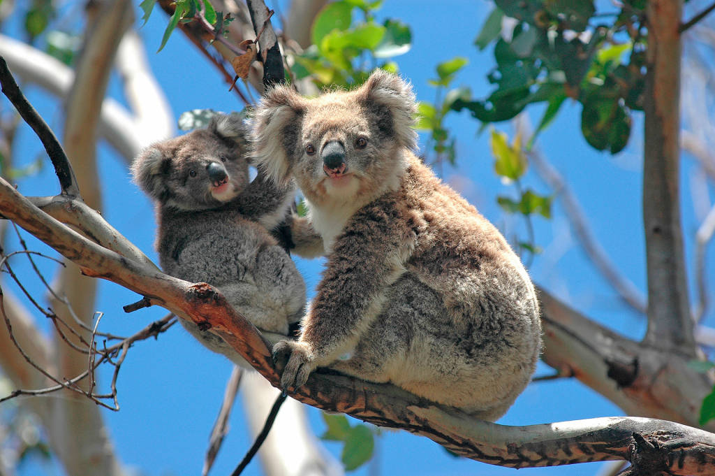 5 facts om koalaer og deres unger