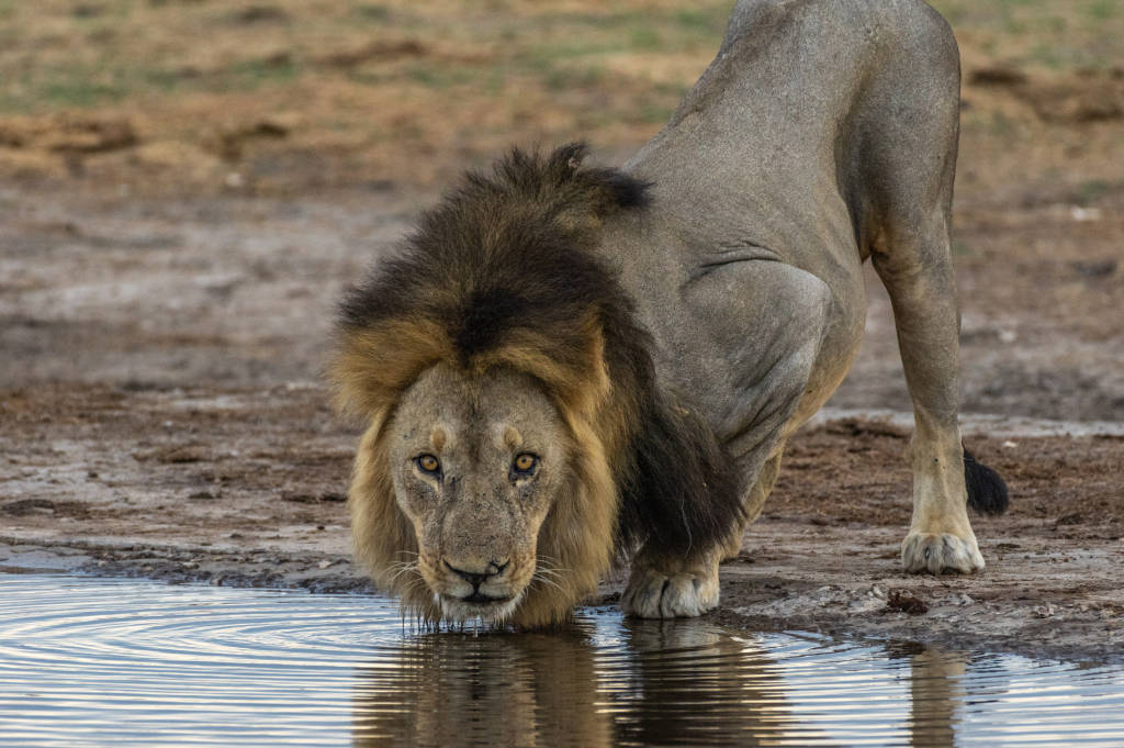 lion drinking