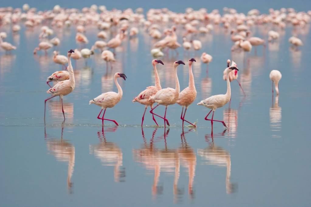 Flamingos at Lake Nakuru