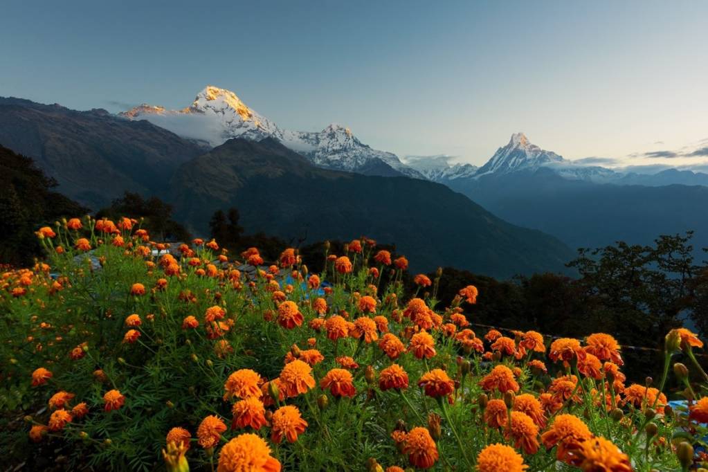 Flowers and Mountains