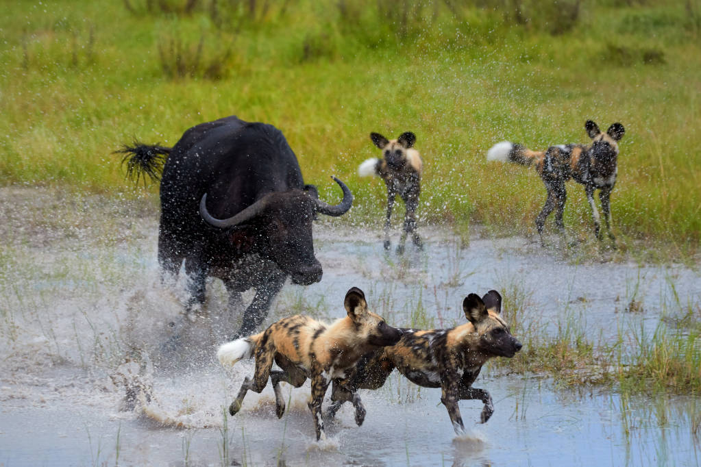 Hyæner jagtes af en bøffel i Okavango