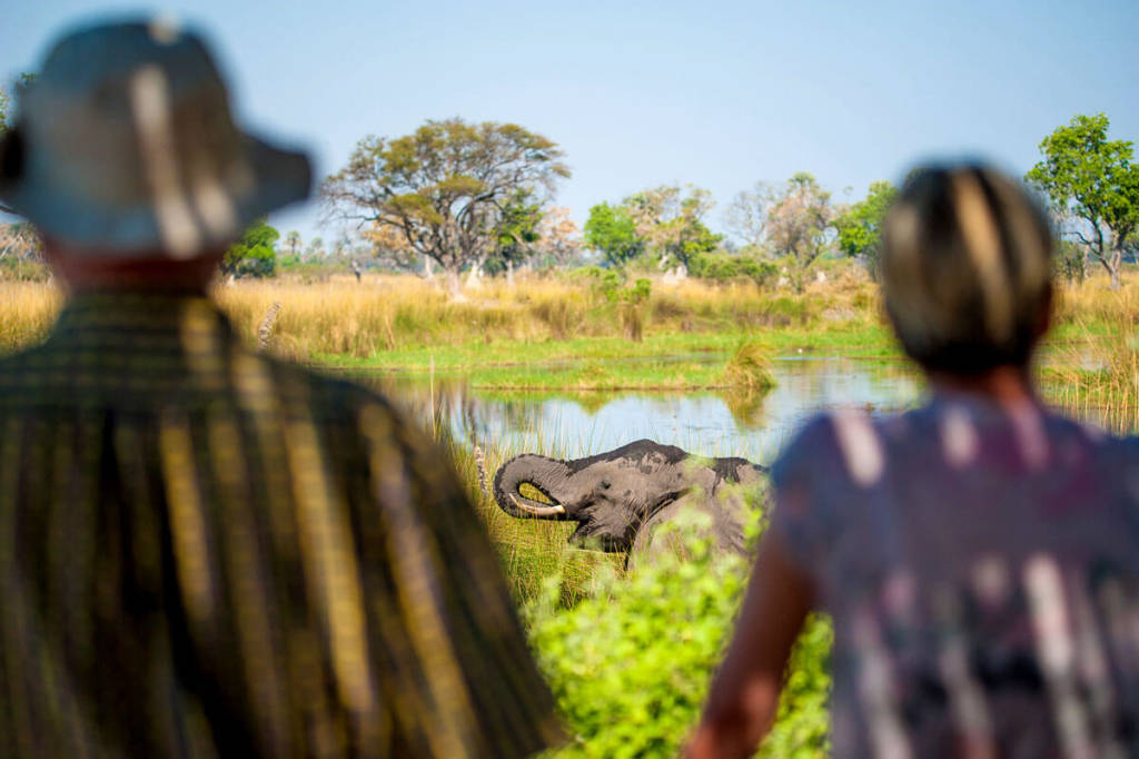 De bästa safariupplevelserna i Okavangodeltat