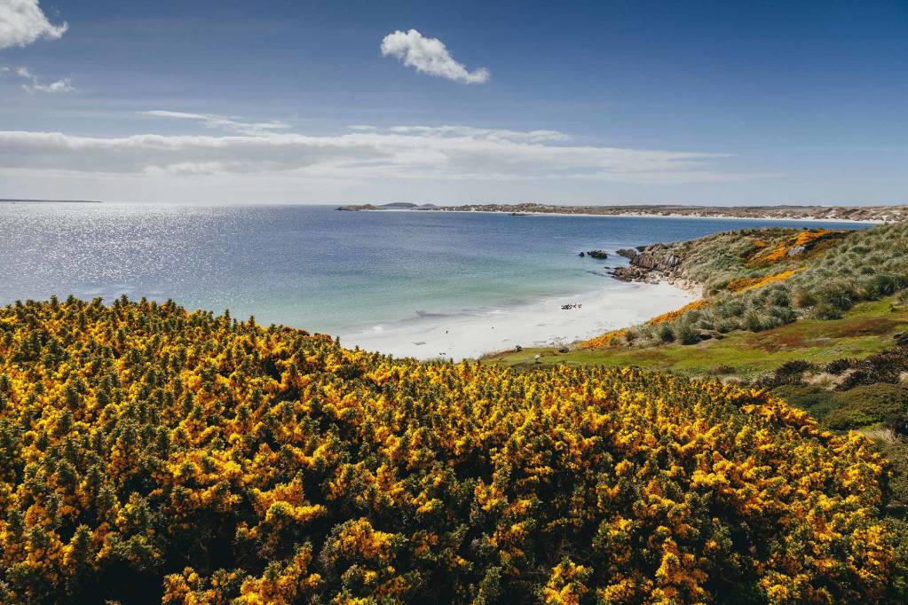 A burst of color at West Point Island in the Falklands