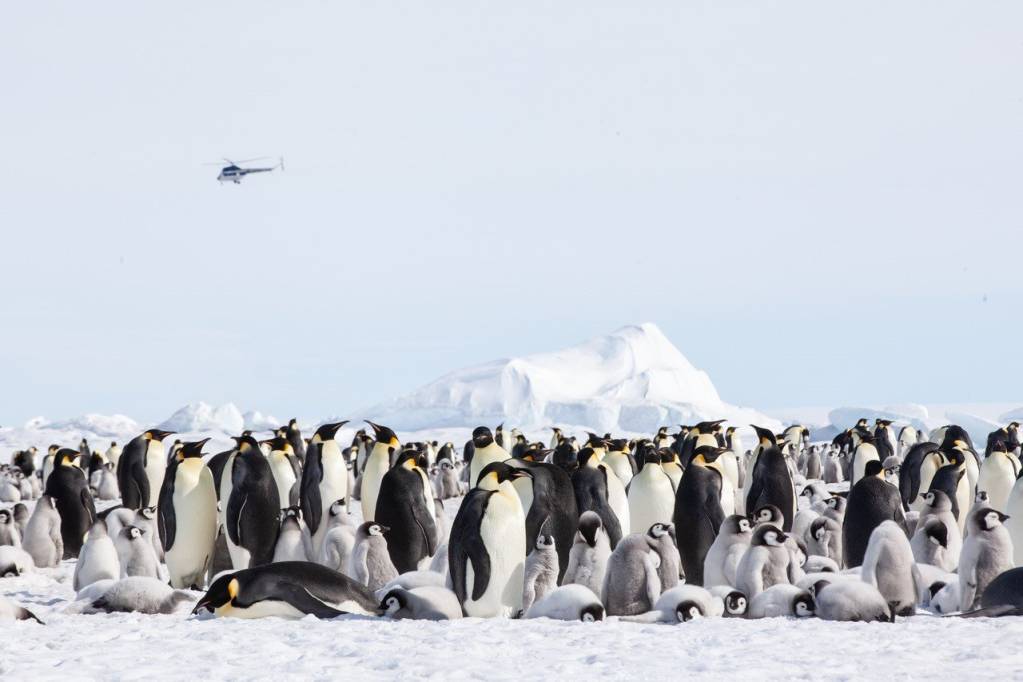 Quark Expeditions Successfully Arrives   At Remote Snow Hill Island For A Third Time This Season