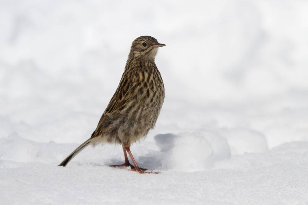 The South Georgia Pipit is one of the prize endemic species you might see on the South Georgia to Cape Verde expedition. Photo: Noah Strycker