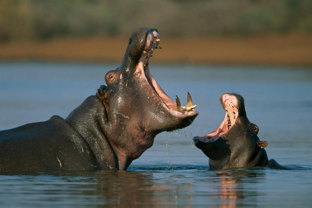 Hippopotamus