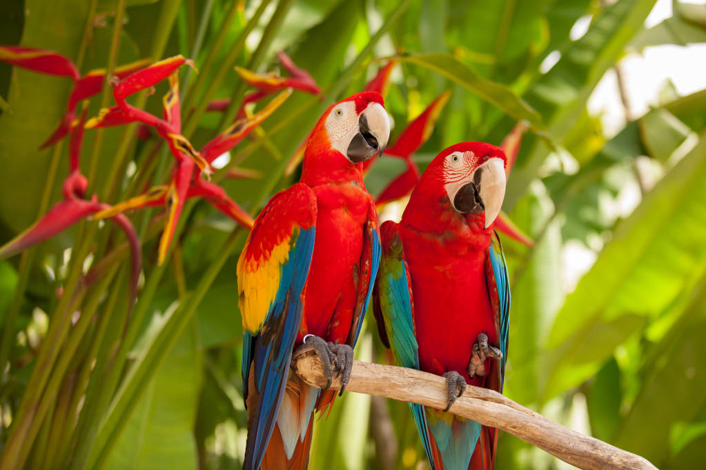 Costa Rica Rainforest Travel Guide YMT Vacations