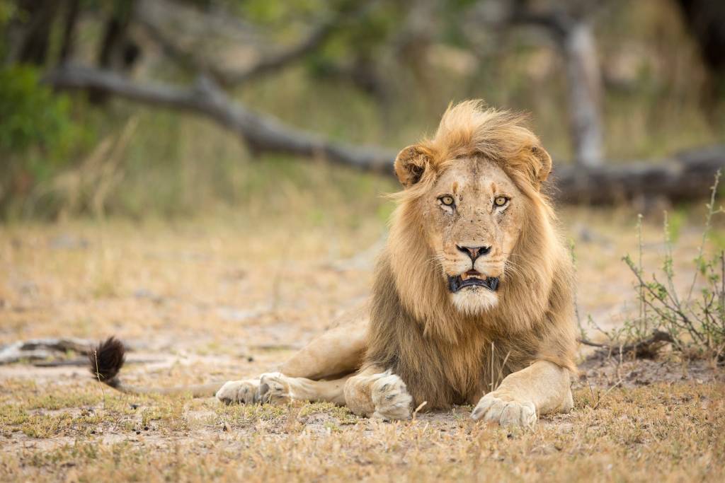 Krüger Safari – Das große Südafrika Abenteuer