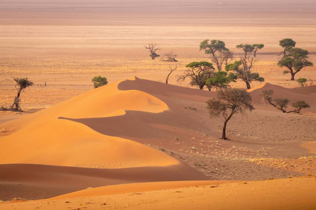 Weitläufige Landschaft der Namib-Wüste mit leuchtend orangefarbenen Sanddünen und vereinzelten Akazienbäume.
