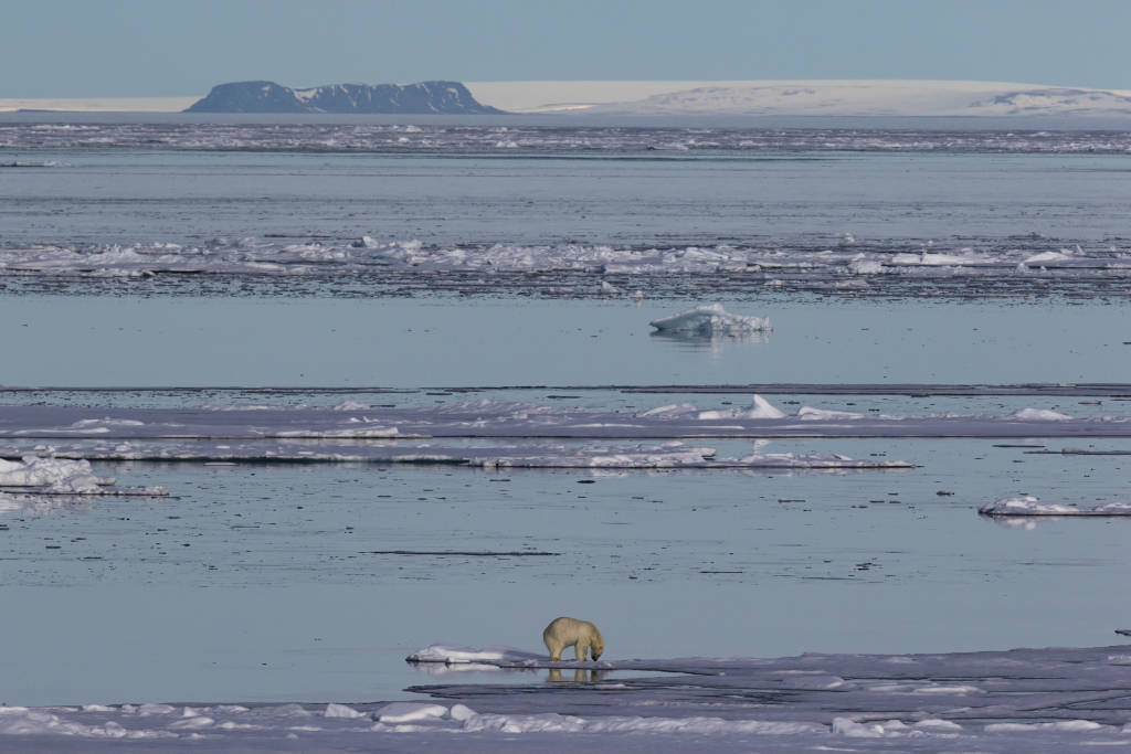 Hunting Polar Bear by Paul Goldstein