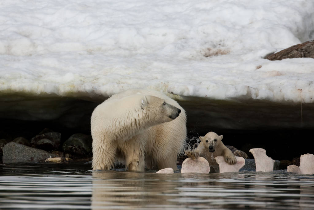 Polar Bear and Cub by Paul Goldstein