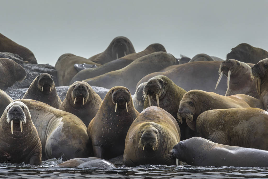 Walrus by Paul Goldstein