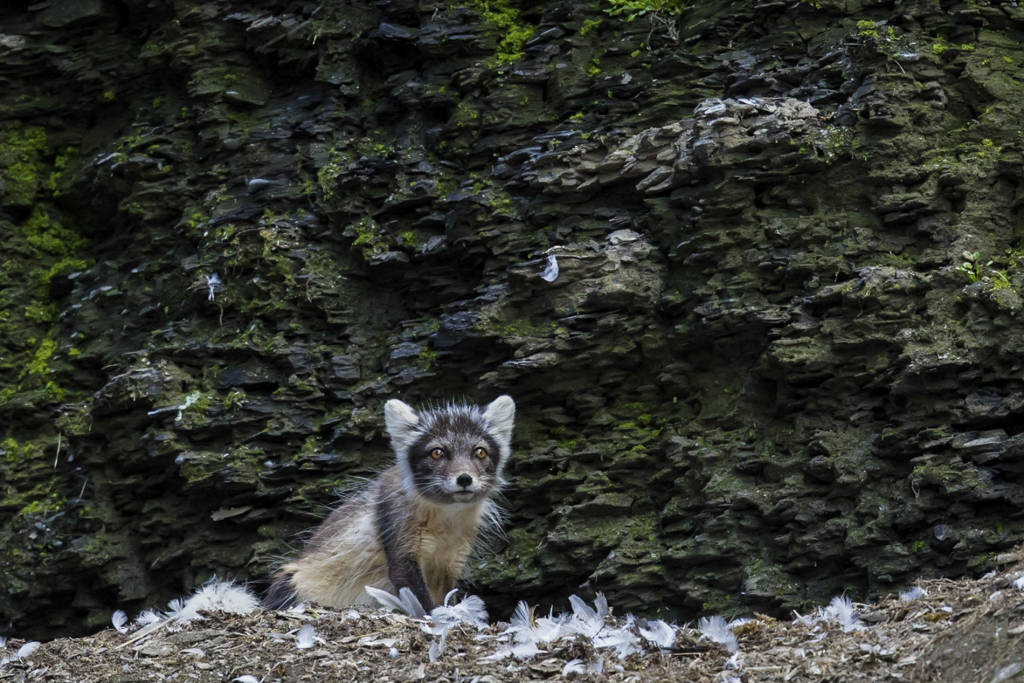 Arctic Fox by Paul Goldstein