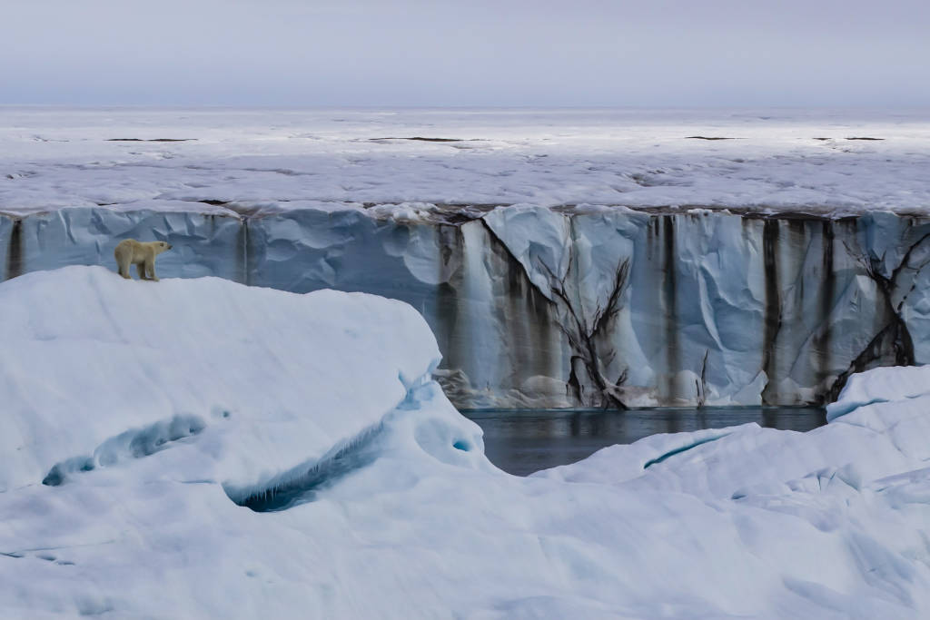 Polar Bear on Ice by Paul Goldstein