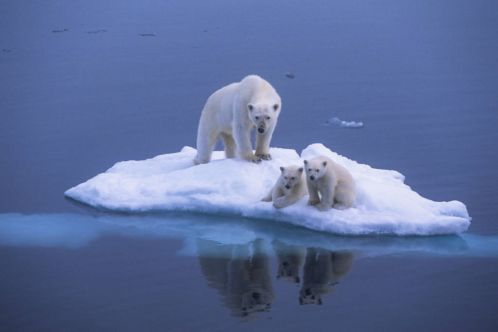 Polar Bear Family by Paul Goldstein