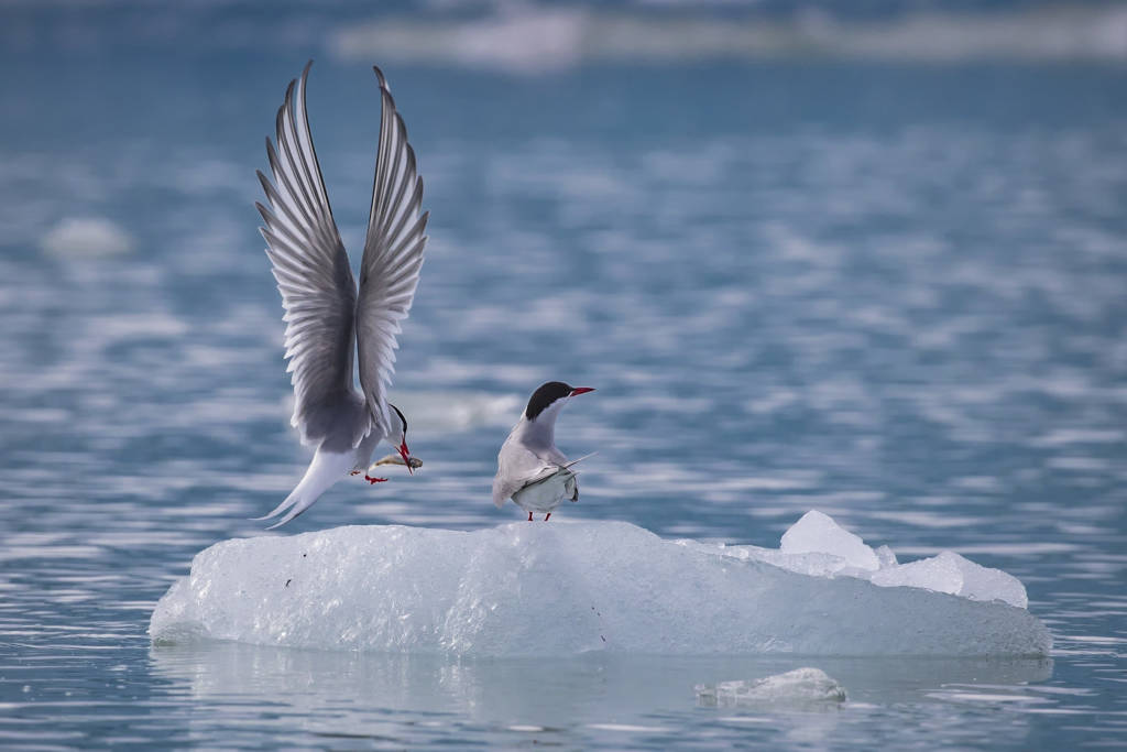 Arctic Terns by Paul Goldstein