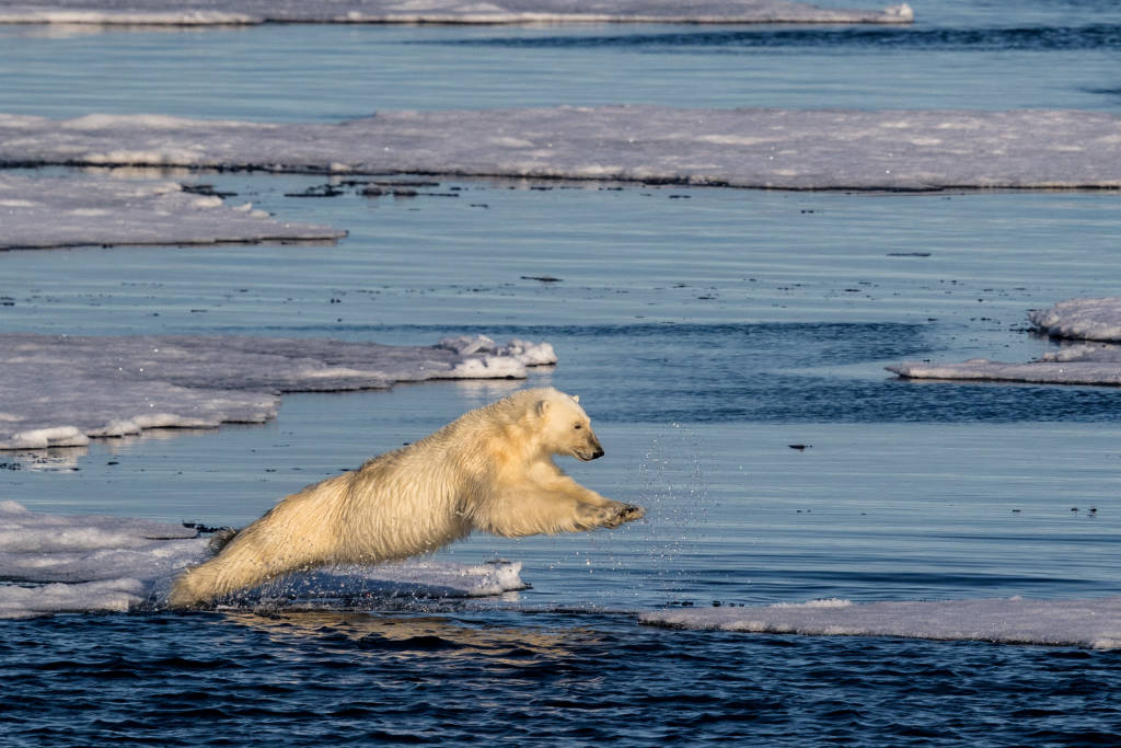 Leaping Bear by Paul Goldstein