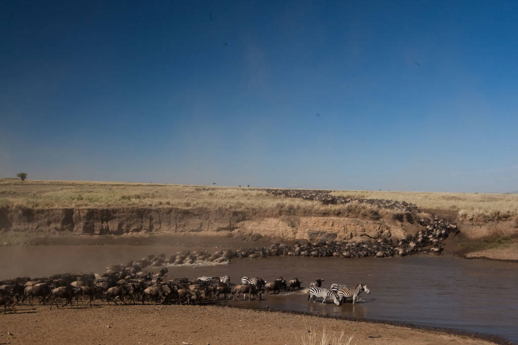 The Great Migration crossing the Mara River