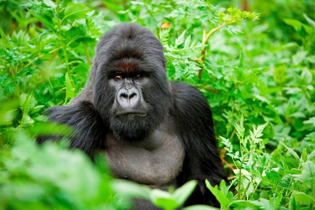 My Mountain Gorilla Trekking Experience