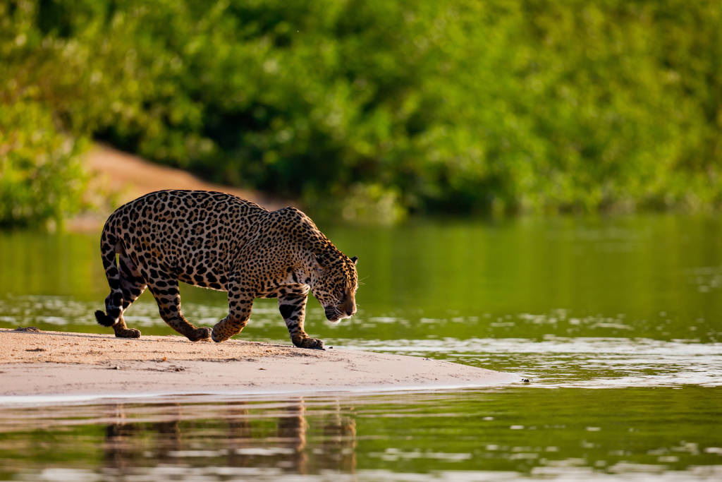 Jaguar on the water's edge, Brazil