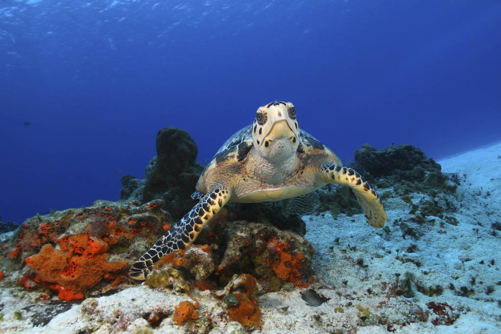 Endangered Hawksbill Turtle