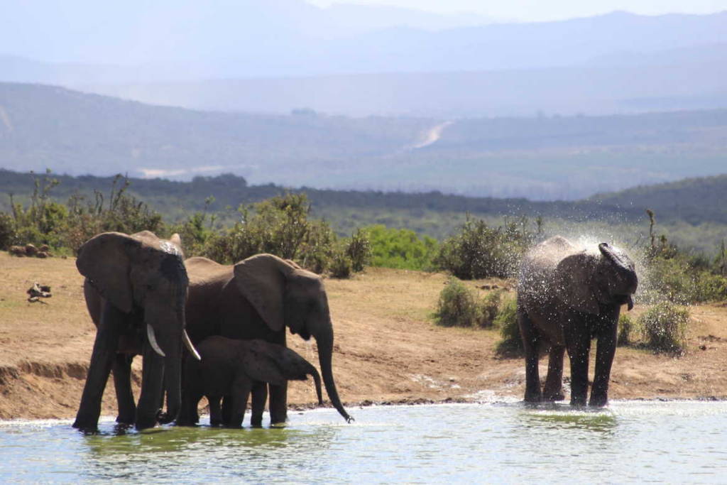 elephants drinking water