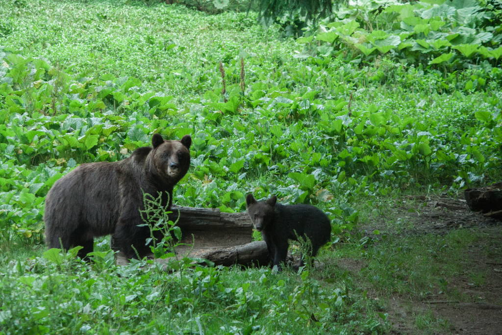 Mother bear and cub, Romania