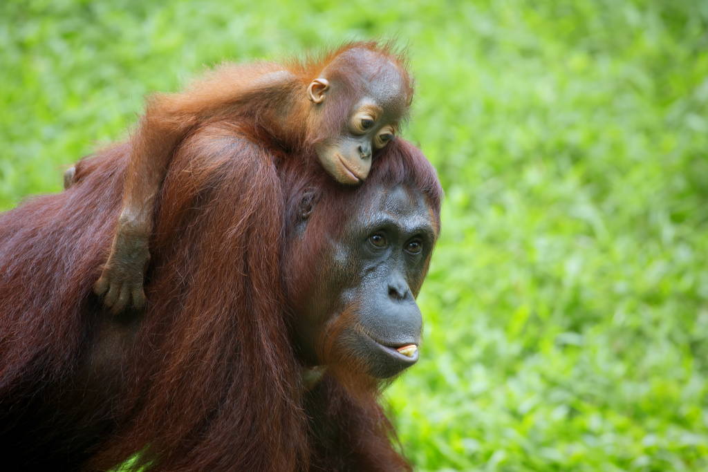 Orangutan in the jungle of Borneo