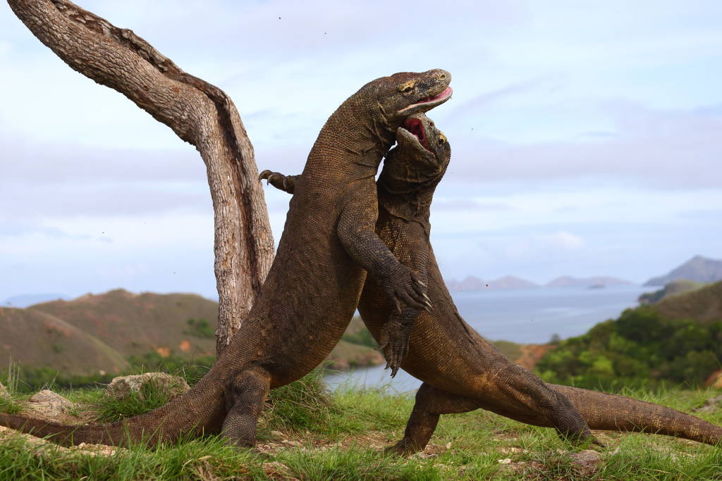 Komodo Dragons