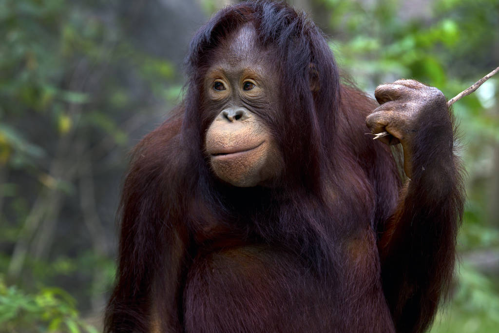 Orang-utan