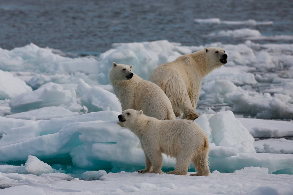 Polar Bears