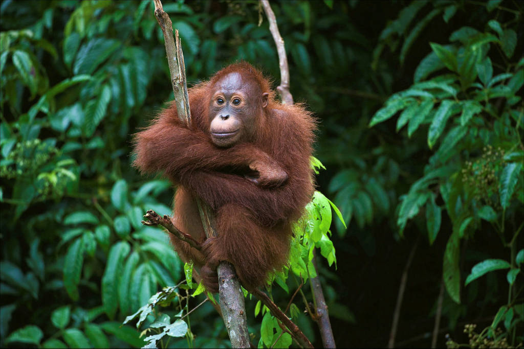 Orangutan in Borneo