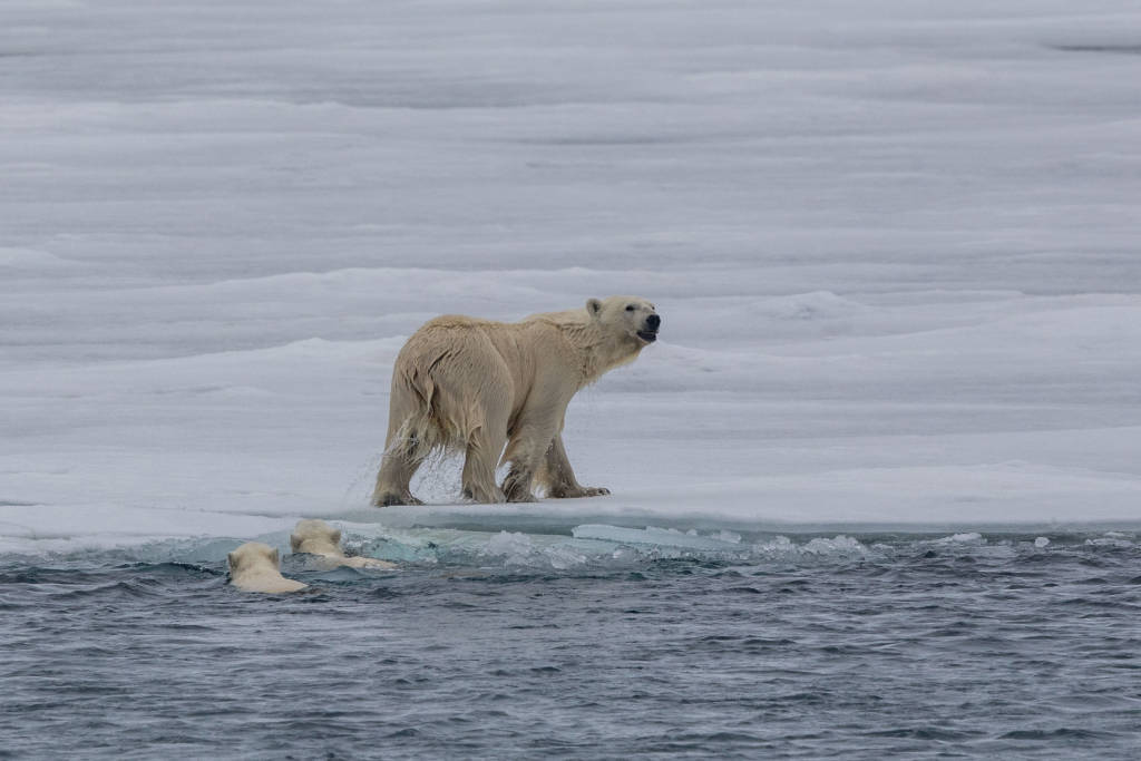 Spitsbergen charter 2018