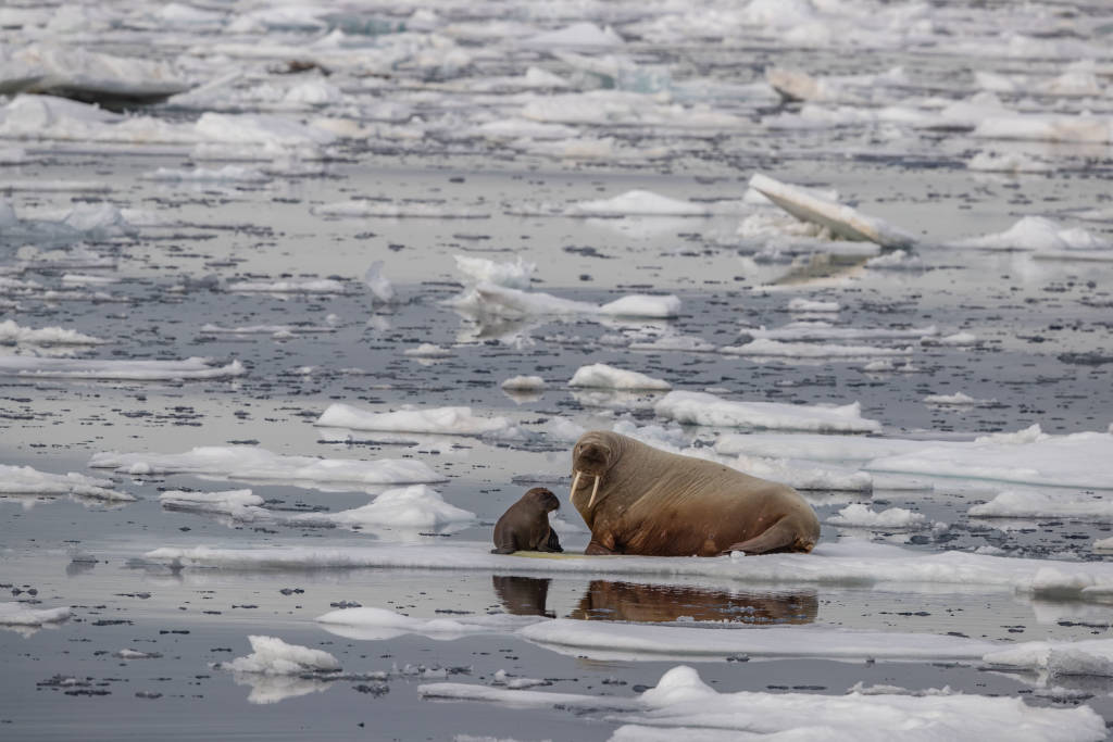 Spitsbergen charter 2018