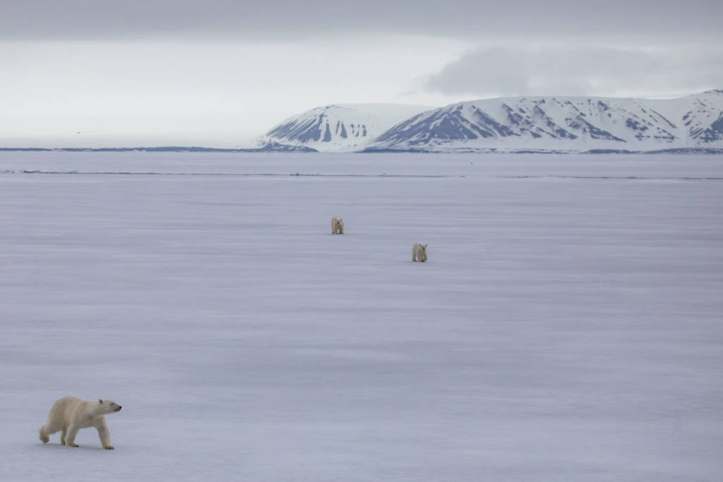 Polar bears on ice