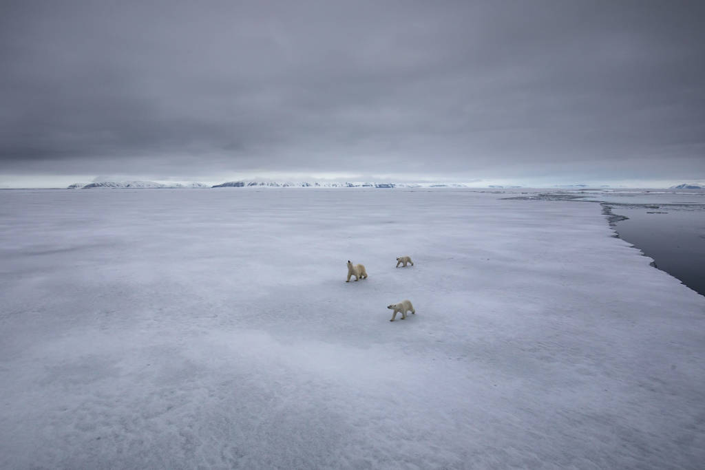 Polar bears on ice