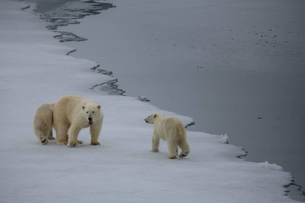 Spitsbergen charter 2018