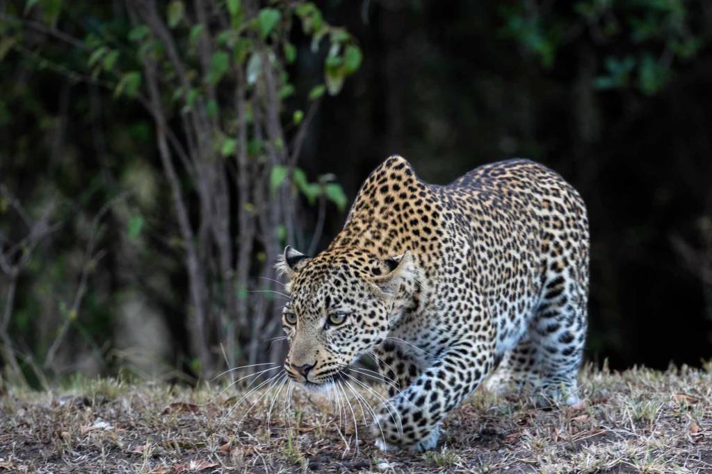 Leopard in the Masai Mara (Image by Paul Goldstein)