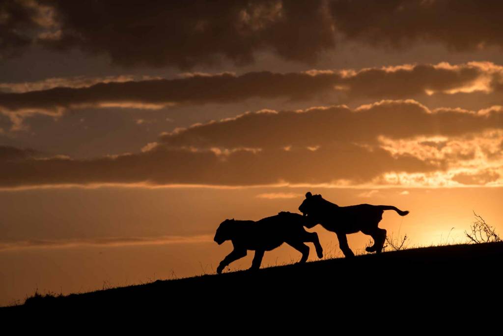 Young lions in the Masai Mara (Image by Paul Goldstein)