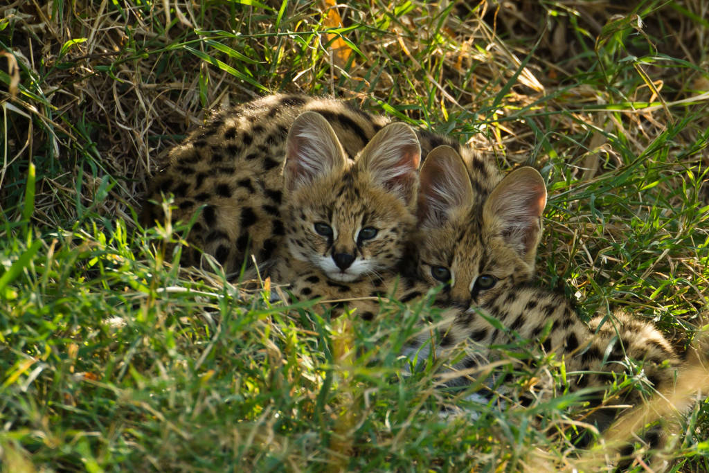 Servals in the Masai Mara (Image by Paul Goldstein)