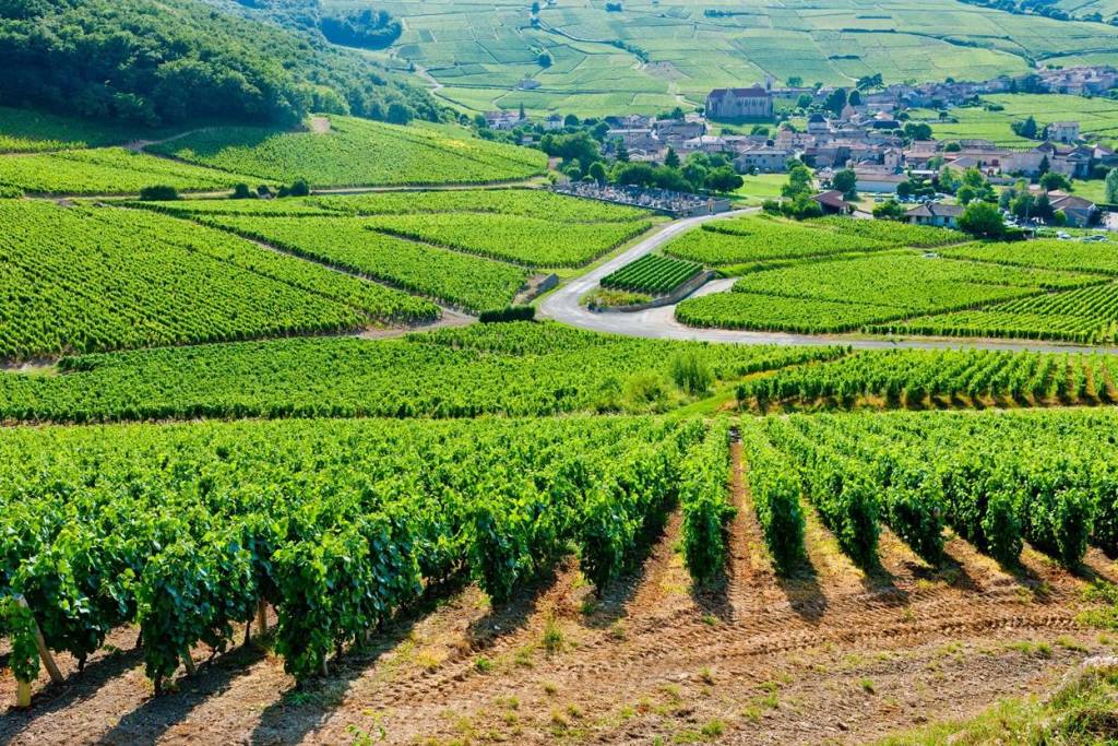 Loire Valley Vineyard