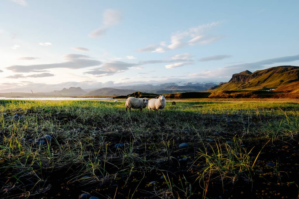 Iceland in the summer