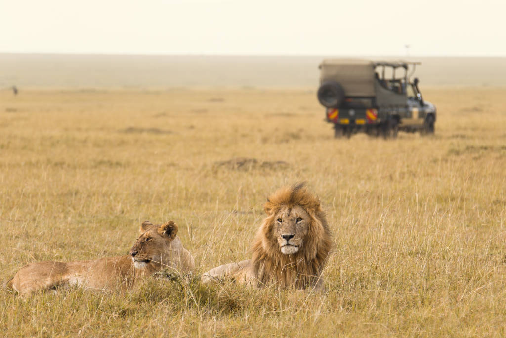 African lion couple