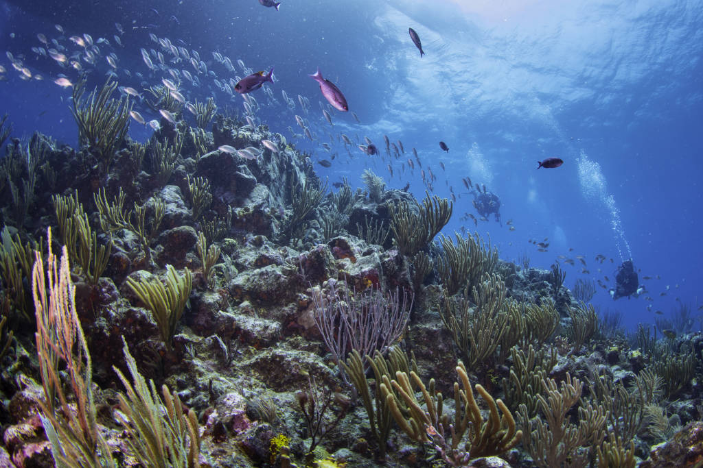 bvi