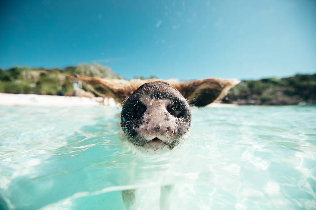 Swimming pig 