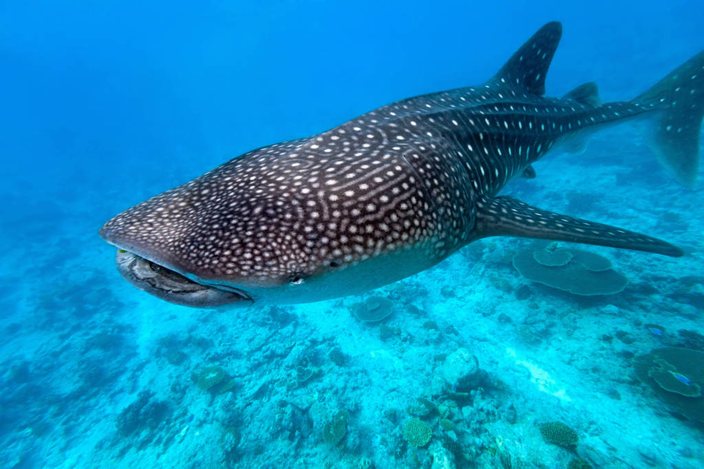 Requin baleine