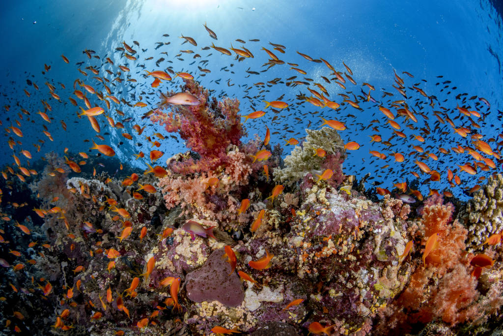 Fish in the ocean 