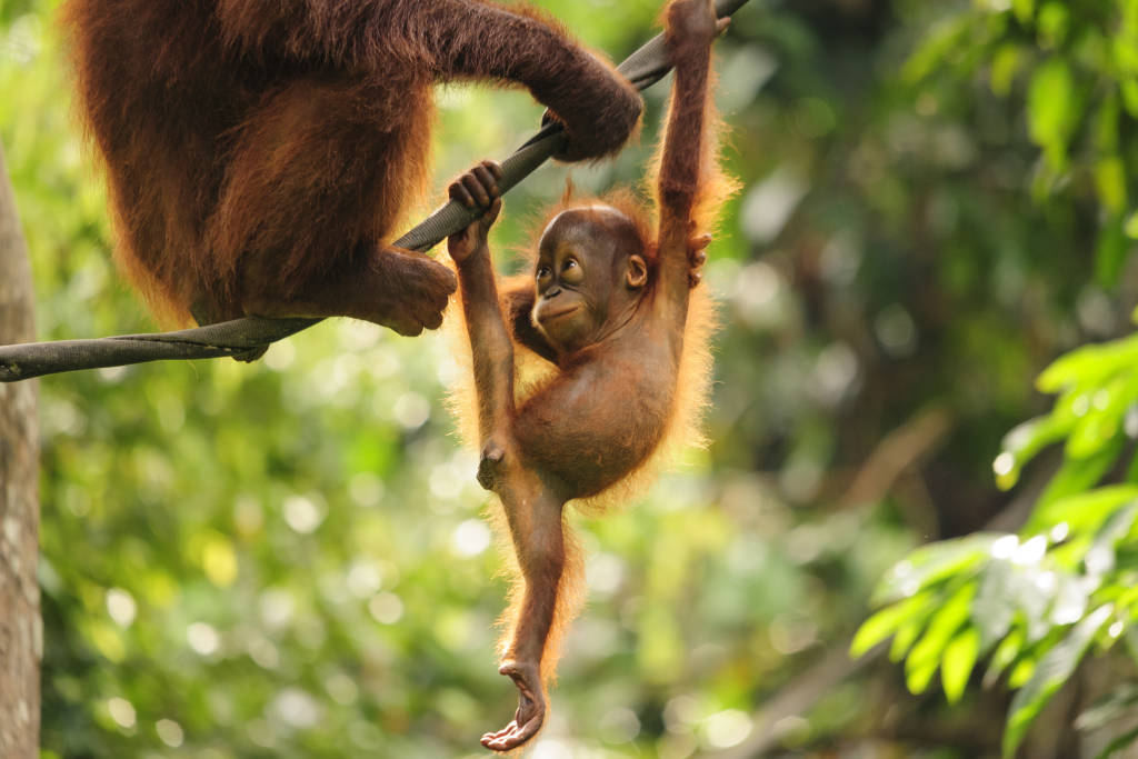 Borneo-orangutang_121340395.jpg