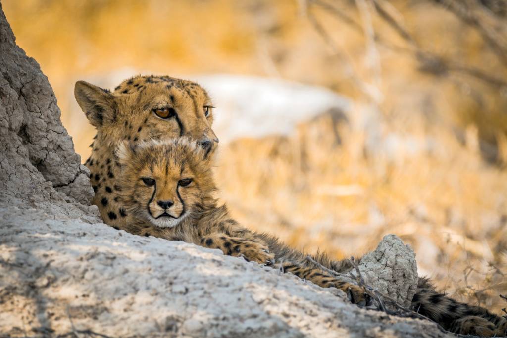 Gepard i Kalahari-ørkenen